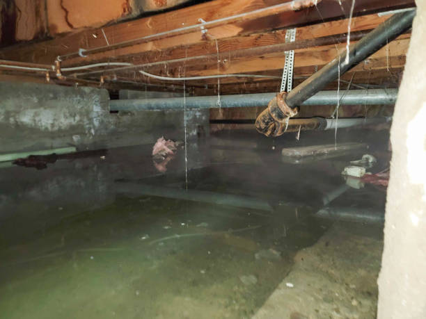 Best 24/7 water damage repair  in Ogden Dunes, IN